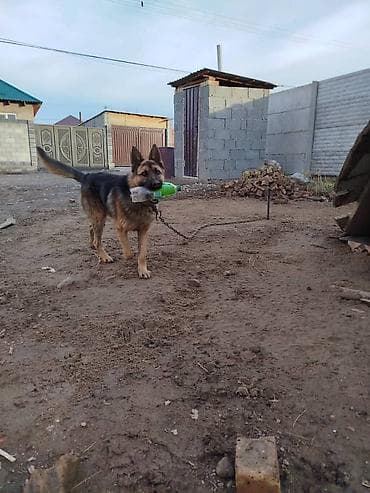 Немецкая овчарка, взрослый кобель. Крупный, крепкий тип, рыжо-черный