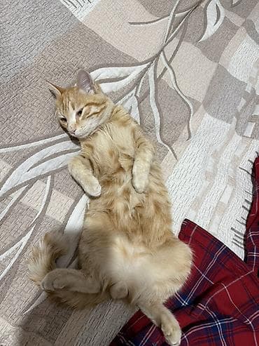 Вязка кошек: Кошка даром: Беспородная, 7 месяцев, Мальчик — 1