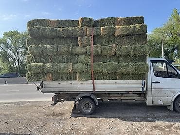 баран доплер: 2 укос таза беде плотный вес оор сатылат 150 штук 450 сом — 3