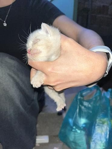 персидский котенок: Ориентальная, 1 месяц, Девочка, С прививками — 1