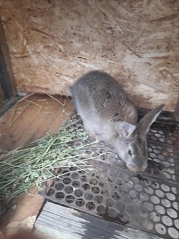 кролик бабочка: Продаю | Кролик самец | Фландр | Для разведения — 3