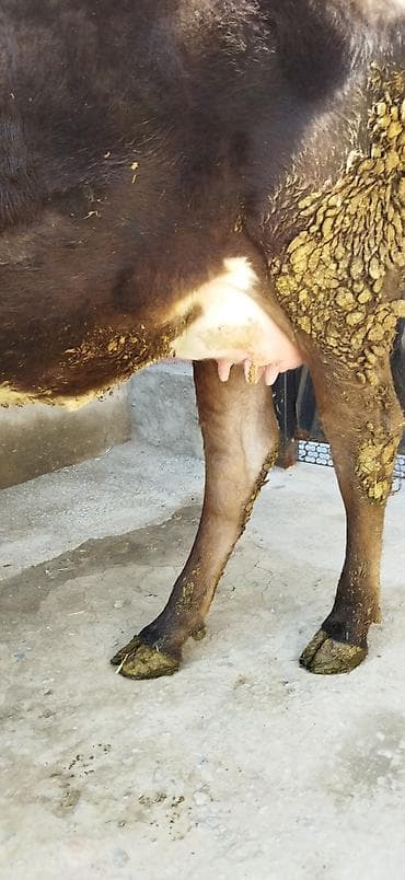 Коровы, быки: Продаю | Корова (самка) | Для молока | После отела — 7