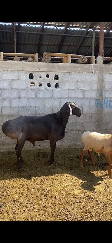 неразлучники попугаи цена: Продаю | Баран (самец) | Для разведения | Племенные — 2