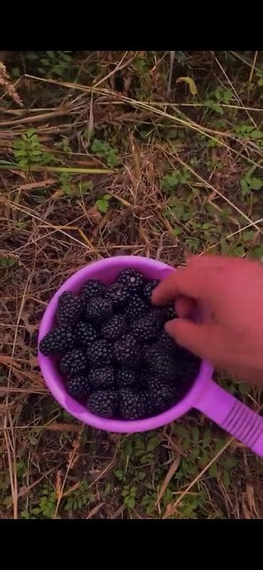 Дрова: ГӨЧӨТ САТЫЛАТ + Саженцы ежевики (садовой, бесшипной) - Сорт — 1