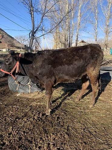 продаю собака: Продаю | Корова (самка) | Полукровка | Для молока | После отела — 6
