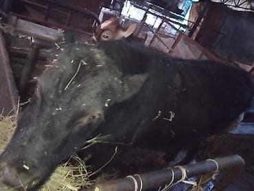 алабай щенки цена: Продам быка — 3