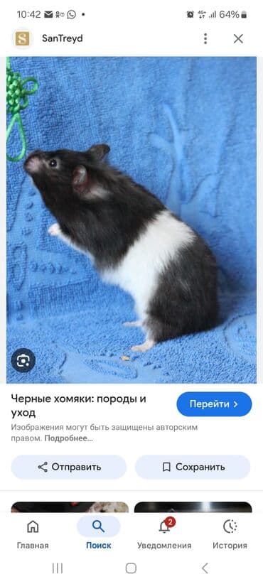 белый хомяк: Продаю клетки для хомячков от 500 до 1200 сом. хомячков по 200 сом — 9