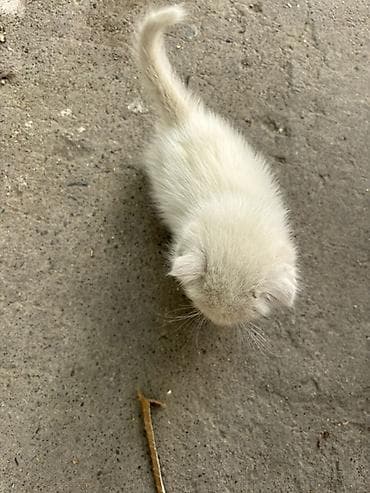 котята скотиш фолд: Скотиш Фолд (Шотландская вислоухая), 1 месяц, Девочка, Биколор, Приучена к лотку — 3