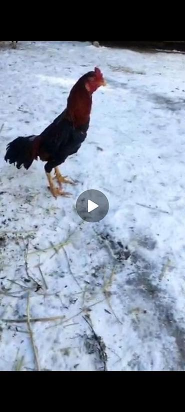 Продаю | Петух | Бойцовая | Для разведения at lalafo.kg Продаю | Петух | Бойцовая | Для разведения