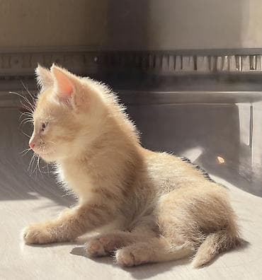 рыжий кот: Персик 🍑 ищет дом! Рыжий котёнок мальчик с серебристым подпалом и — 3