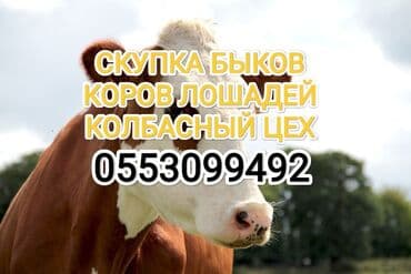 Сатып алам | Уйлар, букалар, Жылкылар, аттар, Башка а/ч жаныбарлары | Күнү-түнү, Бардык шартта, Союлган — 1