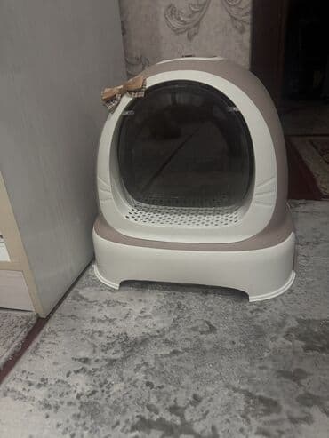 манчкин котята купить: Скотиш Фолд (Шотландская вислоухая), 4 месяца, Девочка, Серебристая шиншилла, Приучена к лотку — 5