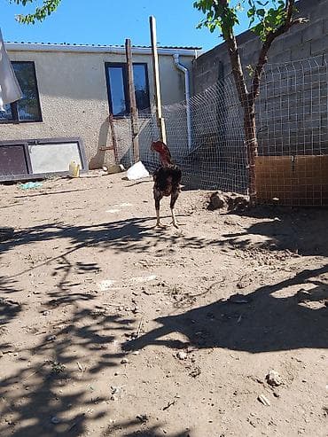 морская рыба: Продаю | Петух | Бойцовая | Для разведения — 3