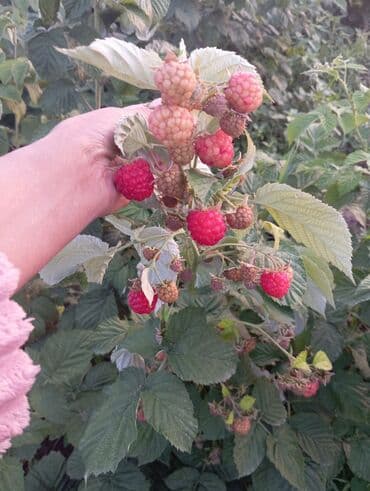 продаю в связи с переездом: Малина — 2