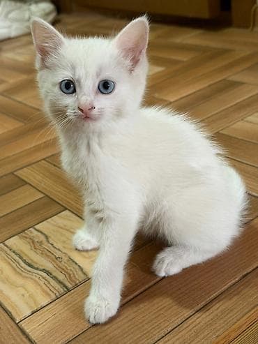 Мышыктар: Ургаачы, Лотокко барууга үйрөтүлгөн — 2