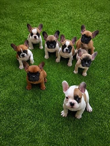 Щенки французского бульдога - Порода: французский бульдог - Окрас