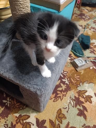 cat sofa: Скотиш Фолд (Шотландская вислоухая), 1 месяц, Мальчик, Черный, Метис, Приучена к лотку — 5