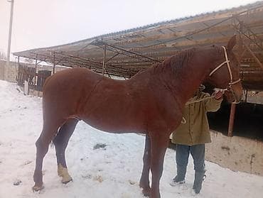 быки порода: Продаю | Конь (самец) | Для разведения, Конный спорт | Племенные — 2