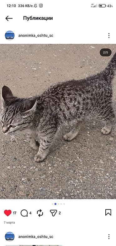 котёнок токмок: Отдаётся в добрые руки домашний котёнок с красивым тигрово-серым — 4