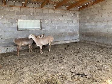 ниппельная поилка для кур: Продаю | Овца (самка) | Для разведения | Матка — 5