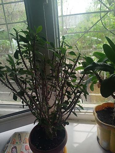 козлятник восточный: Молочай — 1