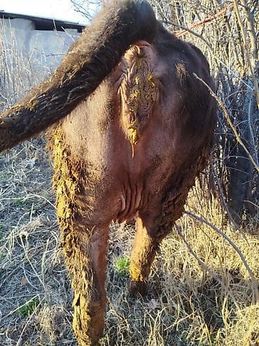 телка корова: Продаю | Корова (самка) | Для молока | Привязанные — 3