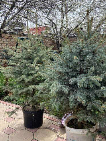 искусственные ели с белой хвоей: Продаются голубые ели 🌲 -Размеры от 40 до 140см -Цены варьируются в — 4