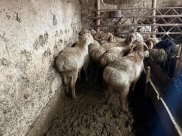 баран купить бишкек: Продаю | Ягненок | На забой | Ярка — 1