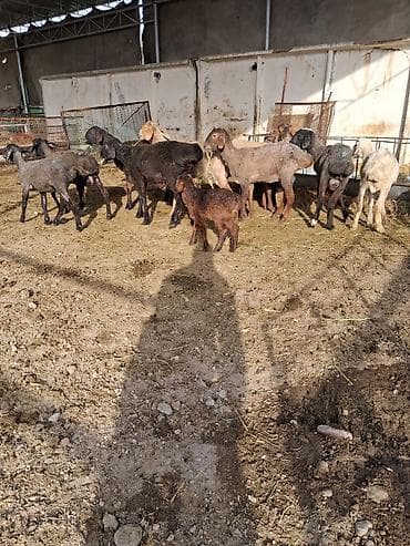 живой баран: Продаю | Овца (самка) | Для разведения | Племенные — 1