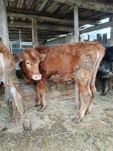 кой сойобуз: Продаю | Музоо, торпок | Полукровка | На откорм | Привязанные — 1