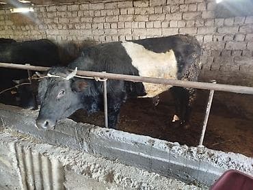 бычок бычки: Продаю | Бык (самец) | На откорм | Привязанные — 2