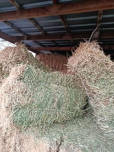 Корма для с/х животных: Беде сатылат 2- кос плотный - Прессованные тюки: - Хранение под — 1