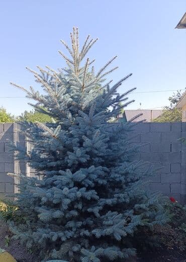 набор инструментов для автомобиля: Голубая ель — 1