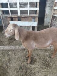 животные в добрые руки: Продаю | Ягненок, Баран (самец) | Арашан | Для разведения | Племенные, Осеменитель — 1