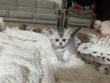 Породистые котята скоттиш страйт и скотиш фолд, со всеми документами и