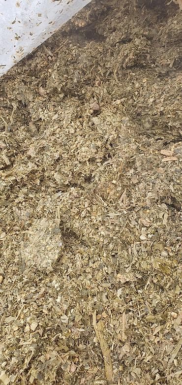 Башка жаныбарлар: Силос 7 сом. адрес село Сокулук, от центра 8км — 2