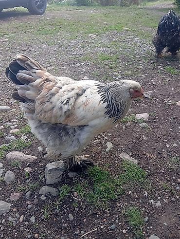 Үй жана бакча: Продается инкубационные яйца, брама+ кохинхин — 3