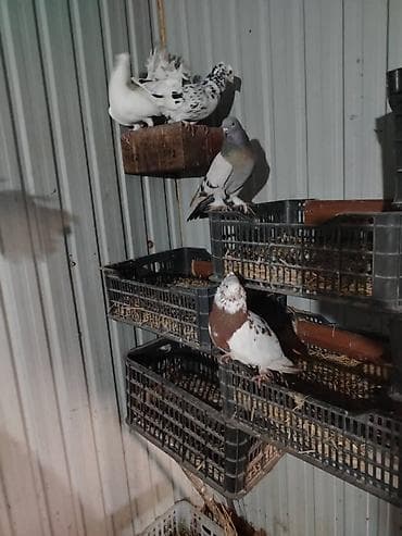 попугай каракол: Продаю Галубей разных пород село беловоцк — 3