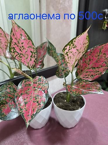 стар: Антуриум Андре — комнатное цветущее растение с глянцевыми — 4