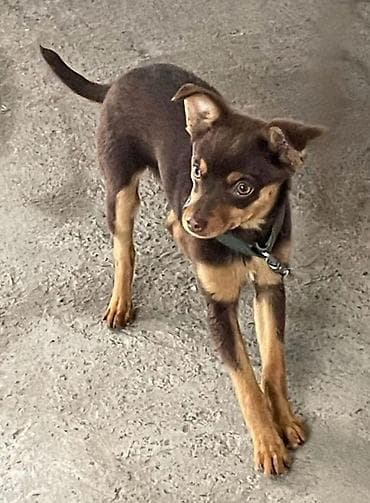 бишкек собака: Щенок небольшого размера, короткошёрстный. Окрас шоколадный с рыжими — 1