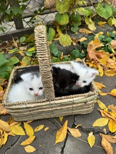 Очаровательные котята в корзинке - Два белых (с черными пятнышками на