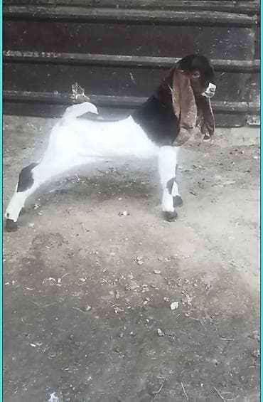 Продаю | Козлёнок | Камори