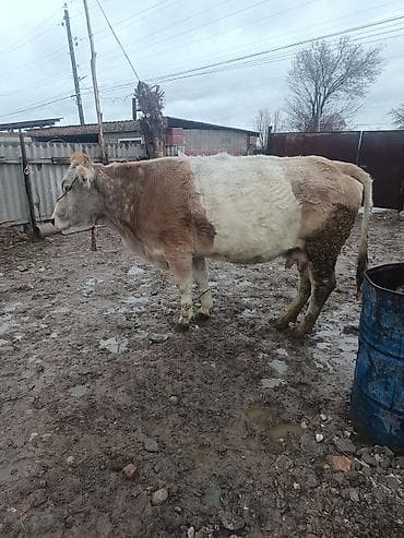 коровы беловодское: Продаю | Корова (самка) | Для молока | Привязанные — 1