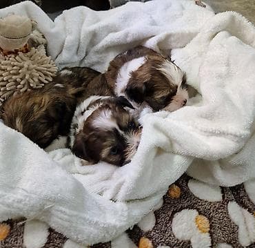 стоимость чихуахуа: ГОТОВЫ к РЕЗЕРВУ ЩЕНКИ ШИ-ТЦУ!!! 3 мальчика и 2 — 4