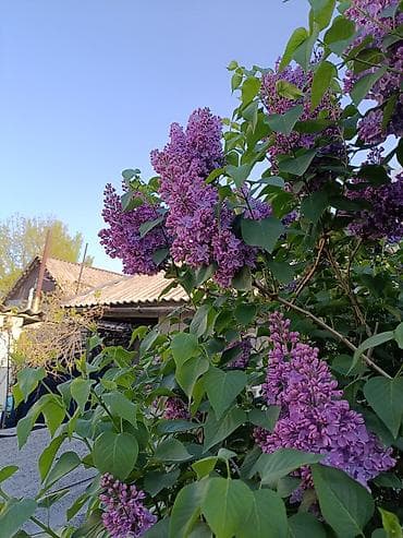 орхидеи фаленопсис: Сирень пурпурно-фиолетовая, крупноцветковая. Большие ветки по 50,100 — 3