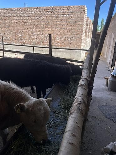 дакан атлас: Продаю | Бык (самец), Музоо, торпок | Ангус, Шароле — 3