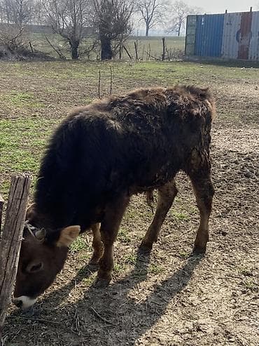куплю собаку бишкек: Продаю | Бык (самец) | На откорм | Привязанные — 2
