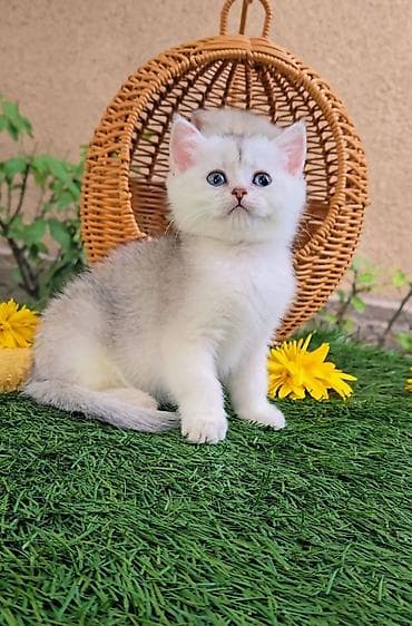 Животные: Предлагаем чистопородных малышей. Шотландские котята — 5