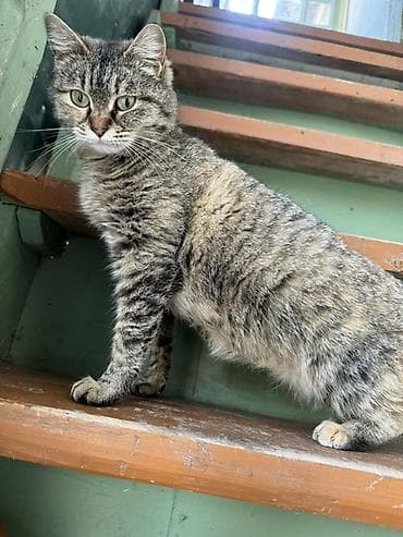 мышык кошка: Кошка, короткошёрстная тигровая (серо-коричневый табби с подпалом). - — 2