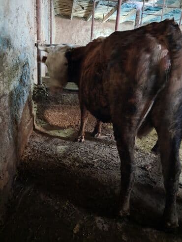 собака породы йоркширский терьер: Продаю | Корова (самка) | Полукровка | Для молока — 9